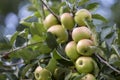 Close-up bunch of beautiful green apples with drops of dew hanging ripening on apple tree branch with green leaves lit by bright Royalty Free Stock Photo