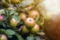 Close-up bunch of beautiful green apples with drops of dew hanging ripening on apple tree branch with green leaves lit by bright Royalty Free Stock Photo