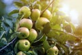 Close-up bunch of beautiful green apples with drops of dew hanging ripening on apple tree branch with green leaves lit by bright Royalty Free Stock Photo