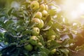 Close-up bunch of beautiful green apples with drops of dew hanging ripening on apple tree branch with green leaves lit by bright Royalty Free Stock Photo