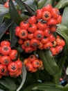 A close up of a bunch of berries