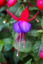 Close-up of a bunch of blooming fuchsia flowers