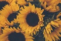 Close up of a bunch of sunflower flowers.
