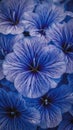 A close up of a bunch of blue flowers with white centers, AI Royalty Free Stock Photo