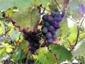 Close-up of a bunch of blue grapes hanging in a vineyard surrounded by yellow and green leaves Royalty Free Stock Photo