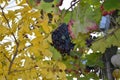 Close-up of a bunch of blue grapes hanging in a vineyard surrounded by yellow and green leaves Royalty Free Stock Photo