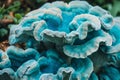 Close Up of a Bunch of Blue Mushrooms Royalty Free Stock Photo