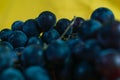 Close-up of a bunch of blue ripe grapes on a yellow background