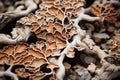 a close up of a bunch of brown and orange mushrooms