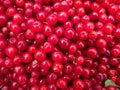 Close-up of a bunch of red cherries