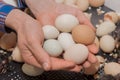 Close-up of a bunch of chicken hatching eggs with chicks inside against the background of an incubator and eggshell Royalty Free Stock Photo