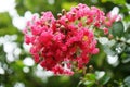 A close-up of bunch of Coral Pink Sioux Crape Myrtle Flowers.