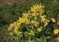 Close up of a bunch of cowslips, primula veris