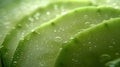 A close up of a bunch of cucumbers with water droplets on them, AI Royalty Free Stock Photo