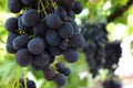 Close-up of a bunch of dark black grapes on grapevine in vineyard