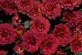 Close up of a bunch of deep red mums in the autumn