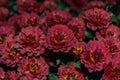 Close up of a bunch of deep red mums in the autumn