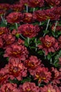 Close up of a bunch of deep red mums in the autumn
