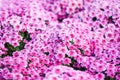 Close up of bunch flower pink chrysanthemum purple beautiful texture background / chrysanthemum flowers blooming decoration Royalty Free Stock Photo