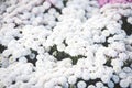 Close up of bunch flower white chrysanthemum beautiful texture background / chrysanthemum flowers blooming decoration festival Royalty Free Stock Photo