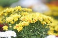 Close up of bunch flower yellow chrysanthemum beautiful texture background / chrysanthemum flowers blooming decoration festival Royalty Free Stock Photo