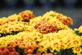 Close up of bunch flower yellow chrysanthemum beautiful texture background / chrysanthemum flowers blooming decoration festival Royalty Free Stock Photo