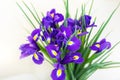 Close-up bunch of fresh beautiful purple and yellow irises flower bouquet on white background. Floral blossoming plant Royalty Free Stock Photo