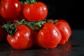 close up of bunch of fresh cherry tomatoes with green stems isolated on dark grey background Royalty Free Stock Photo