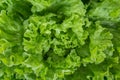 Close up bunch of fresh, green batavia lettuce salad. Crinkled leaves bio crop food, farm garden vegetable. Organic vegan and