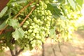 Close up Bunch of fresh green grapes on the vine with green leaves in vineyard Royalty Free Stock Photo