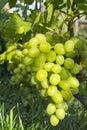 Close up Bunch of fresh green grapes on the vine with green leaves in vineyard Royalty Free Stock Photo