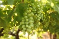 Close up Bunch of fresh green grapes on the vine with green leaves in vineyard Royalty Free Stock Photo