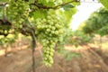 Close up Bunch of fresh green grapes on the vine with green leaves in vineyard Royalty Free Stock Photo