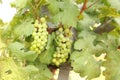 Close up Bunch of fresh green grapes on the vine with green leaves in vineyard Royalty Free Stock Photo