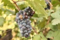 Close up Bunch of fresh green grapes on the vine with green leaves in vineyard Royalty Free Stock Photo