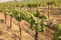 Close up Bunch of fresh green grapes on the vine with green leaves in vineyard Royalty Free Stock Photo