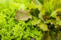 Close up Bunch of fresh green lettuce view from above Royalty Free Stock Photo