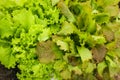 Close up Bunch of fresh green lettuce view from above Royalty Free Stock Photo
