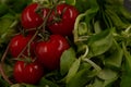 Close-up of bunch of fresh and healthy red cherry tomatoes in green basil leaves Royalty Free Stock Photo