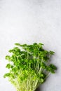 Close-up of bunch of fresh parsley or coriander on a grey background Royalty Free Stock Photo