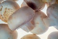 Close up bunch of fresh picked mushrooms over white background, ready for food preparing. Healthy nutrition, bio organic grown