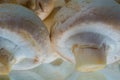 Close up bunch of fresh picked mushrooms ready for food preparing. Healthy nutrition, bio organic grown, raw snack