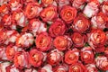 Close-up of bunch of freshly cut big roses. Royalty Free Stock Photo