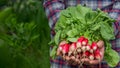 close-up of a bunch of freshly picked radishes in the hands of a farmer