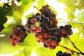 Close-up of a bunch of grapes