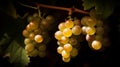 Close-up of a bunch of grapes on grapevine