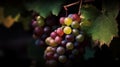 Close-up of a bunch of grapes on grapevine