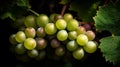 Close-up of a bunch of grapes on grapevine