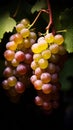 Close-up of a bunch of grapes on grapevine