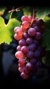 Close-up of a bunch of grapes on grapevine